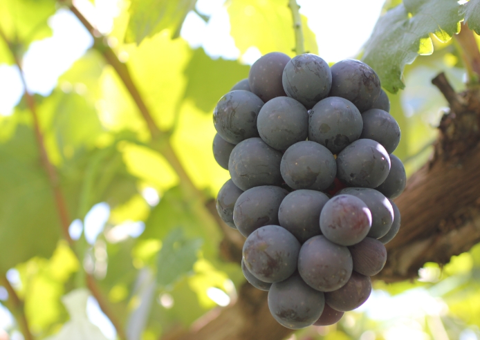 ぶどう