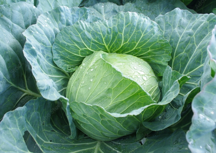 キャベツ