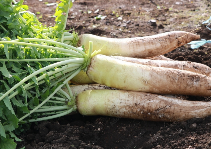 大根