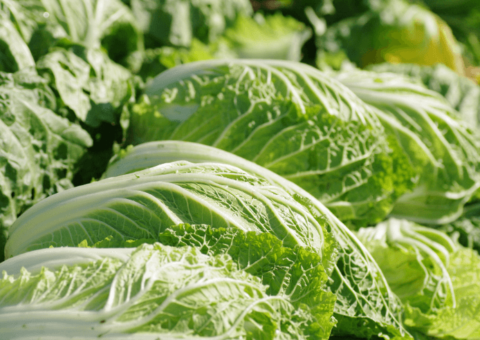 白菜